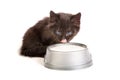 Black kitten drinks milk, on a white background Royalty Free Stock Photo