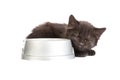 Black kitten drinks milk, on a white background Royalty Free Stock Photo