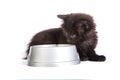 Black kitten eating cat food on a white background Royalty Free Stock Photo