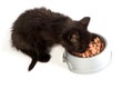 Black kitten eating cat food on a white background Royalty Free Stock Photo