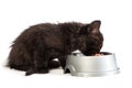 Black kitten eating cat food on a white background Royalty Free Stock Photo