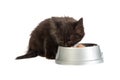 Black kitten eating cat food on a white background Royalty Free Stock Photo