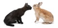 Black kitten face to face with rabbit in front of white background