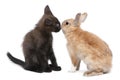 Black kitten face to face with rabbit in front of white background Royalty Free Stock Photo