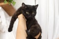 Black kitten in female hands on background of white room. Woman holding cute scared black cat in hands, adoption concept Royalty Free Stock Photo