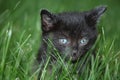 Black kitten in the grass