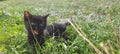 Black kitten in grass Royalty Free Stock Photo