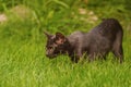 Black kitten on green grass. Cat, pet Royalty Free Stock Photo