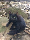 Black Kitten on Hanakapiai Beach on Na Pali Coast on Kauai Island, Hawaii - Kalalau Trail. Royalty Free Stock Photo