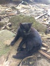 Black Kitten on Hanakapiai Beach on Na Pali Coast on Kauai Island, Hawaii - Kalalau Trail. Royalty Free Stock Photo