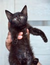 Black kitten in hands Royalty Free Stock Photo