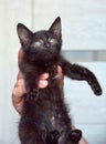 Black kitten in hands Royalty Free Stock Photo