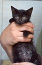 Black kitten in hands Royalty Free Stock Photo