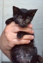 Black kitten in hands Royalty Free Stock Photo
