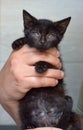 Black kitten in hands Royalty Free Stock Photo