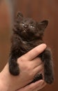 Black kitten in hands Royalty Free Stock Photo
