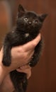 Black kitten in hands Royalty Free Stock Photo