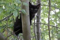 Black kitten. He hid himself in the tree`s crown. Little fluffy Royalty Free Stock Photo