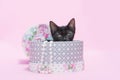 Black kitten hiding in round hat boxes with pearls, pink background.