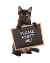 Black Kitten Holding Adopt Me Sign