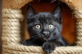 A black kitten leaned out of a cat's brown house and looked intently at the camera Royalty Free Stock Photo