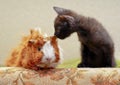 Black kitten licking a red guinea pig Royalty Free Stock Photo