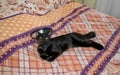 A black kitten lies on a bed in a protective collar after a sterilization operation. A little domestic funny cat with yellow eyes. Royalty Free Stock Photo