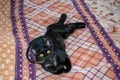 A black kitten lies on a bed in a protective collar after a sterilization operation. A little domestic funny cat with yellow eyes.