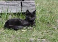 A black kitten lies in the grass and looks attentively Royalty Free Stock Photo