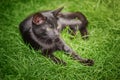 A black kitten lies on green grass Royalty Free Stock Photo