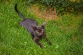 Black kitten lies on green grass. Cat, pet Royalty Free Stock Photo