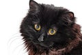Black kitten with long fur isolated on white. Cat, pet Royalty Free Stock Photo