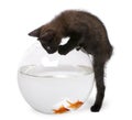 Black kitten looking at Goldfish