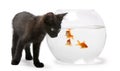 Black kitten looking at Goldfish