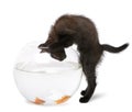 Black kitten looking at Goldfish, Carassius Auratus