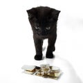 A black kitten looks at a pile of gold bars and coins. Isolated on white background. Selective focus Royalty Free Stock Photo