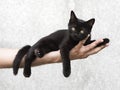 Black kitten lying on a man's hand Royalty Free Stock Photo