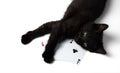 Black kitten lying on a square of four aces. Isolated on a white background Royalty Free Stock Photo