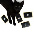 Black kitten lying on a square of four aces. Isolated on a white background Royalty Free Stock Photo