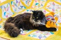 Black kitten lying with teddy bear on colourful quilt cover