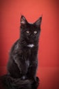 Black kitten of the Maine Coon breed on a red background. Cat in the studio Royalty Free Stock Photo