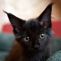 Black kitten maine coon