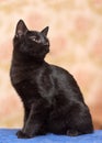 Black kitten with narrowed eyes