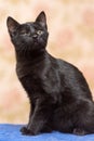 Black kitten with narrowed eyes