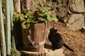 A black kitten observing a butterfly Royalty Free Stock Photo