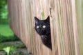 Black kitten peeking through wooden fence Royalty Free Stock Photo