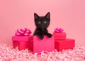 Black kitten in pink presents with pink background Royalty Free Stock Photo