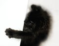 Black kitten playing