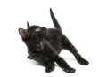 Black kitten playing in funny position, looking up Royalty Free Stock Photo