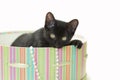 Black kitten playing in a green striped hat box.